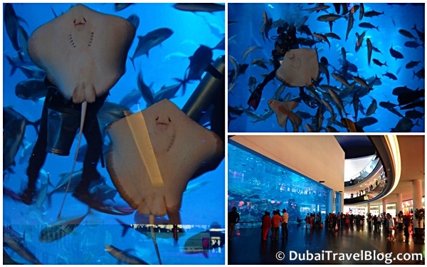 dubai mall aquarium