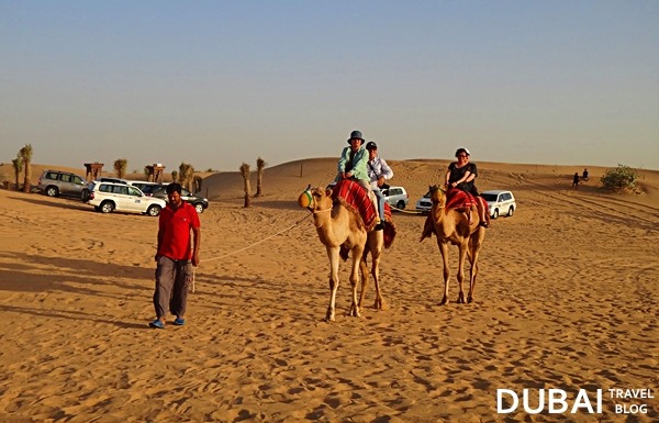 desert safari camel