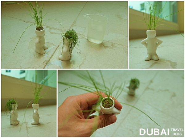 dubizzle plants small