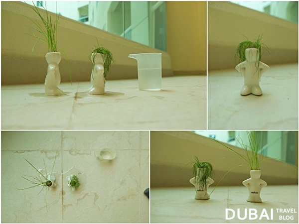dubizzle small plants dubai