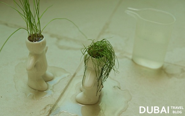 dubizzle water plants