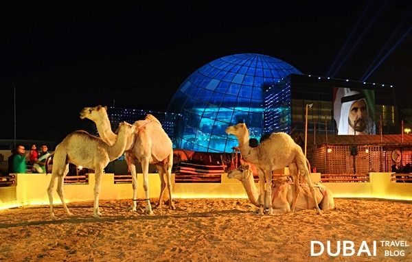 camels dubai global village