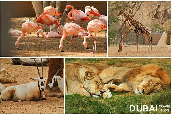 al ain zoo animals