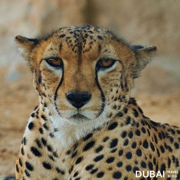 al ain zoo cheetah