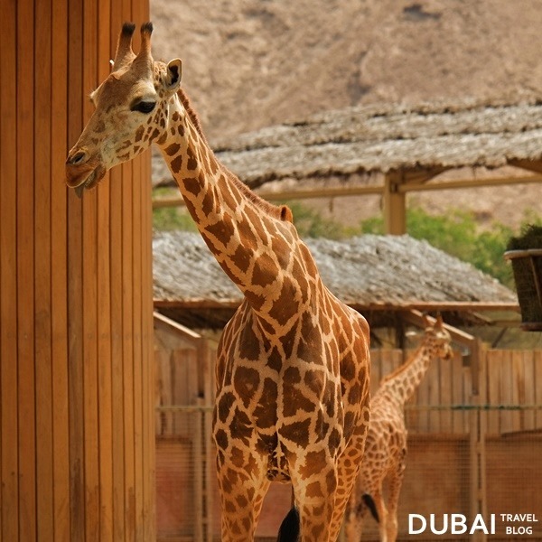 al ain zoo giraffe