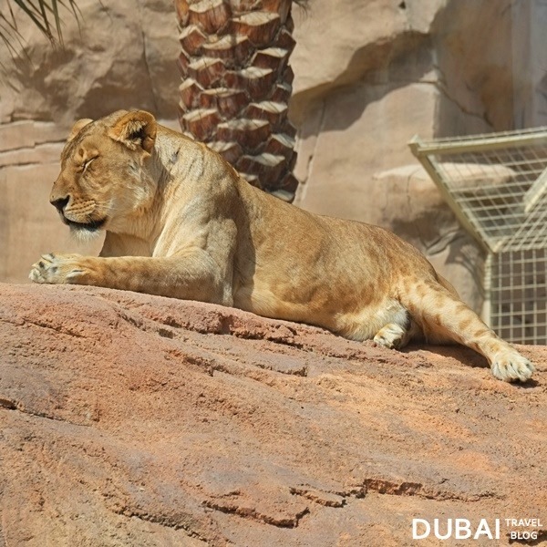 al ain zoo lionness