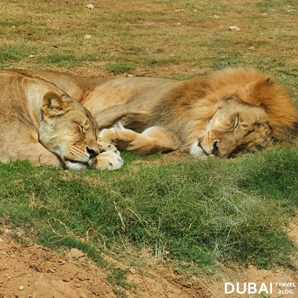 al ain zoo lions