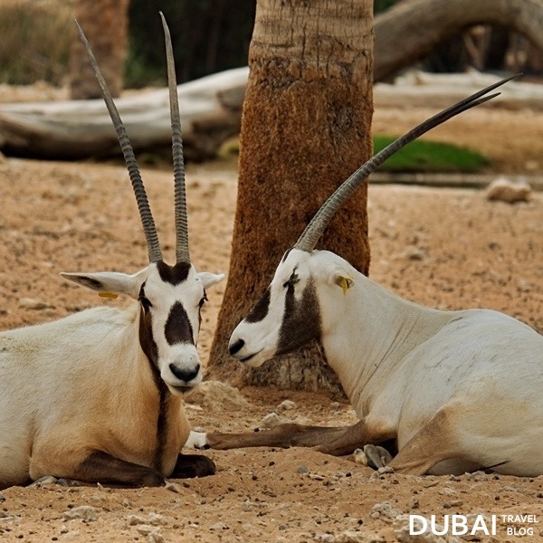 arabian oryx al ain