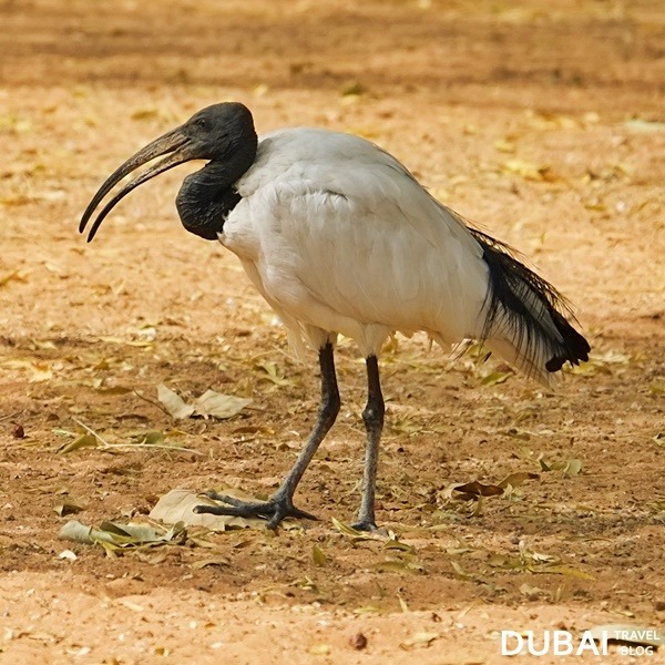 bird al ain zoo