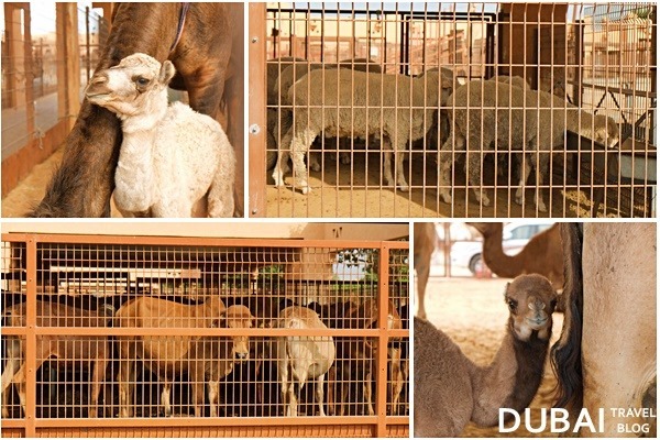 camel market al ain