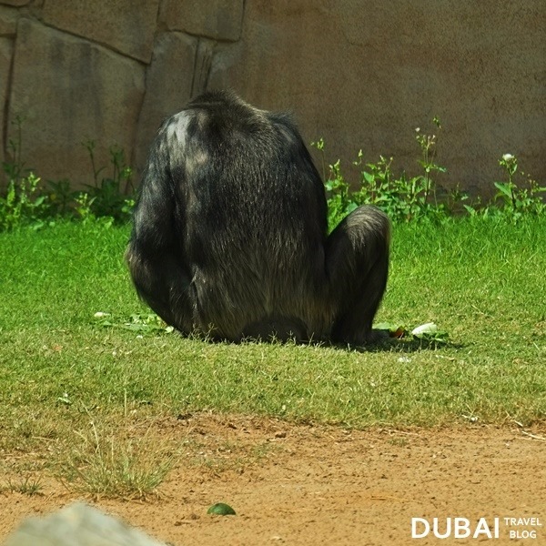 chimpanzee al ain zoo