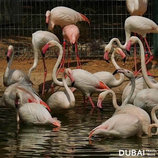 flamingos al ain zoo