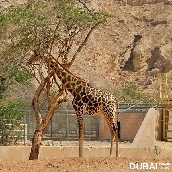 giraffe al ain zoo