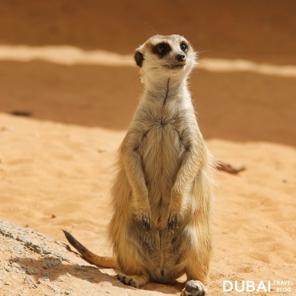 meerkat al ain zoo