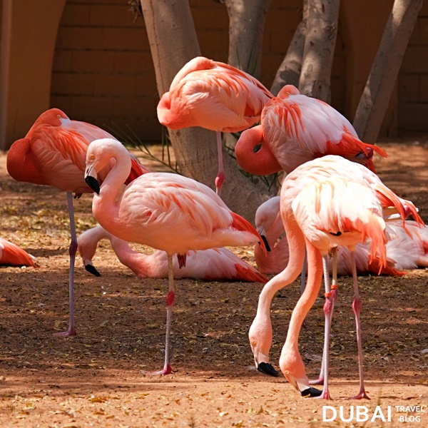 pink flamingos al ain
