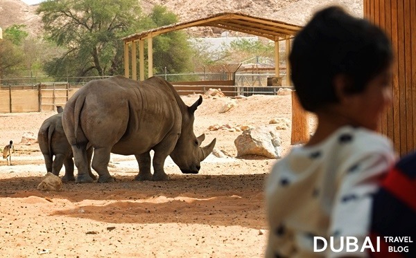 rhino al ain zoo