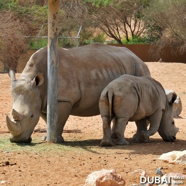 rhino al ain zoo