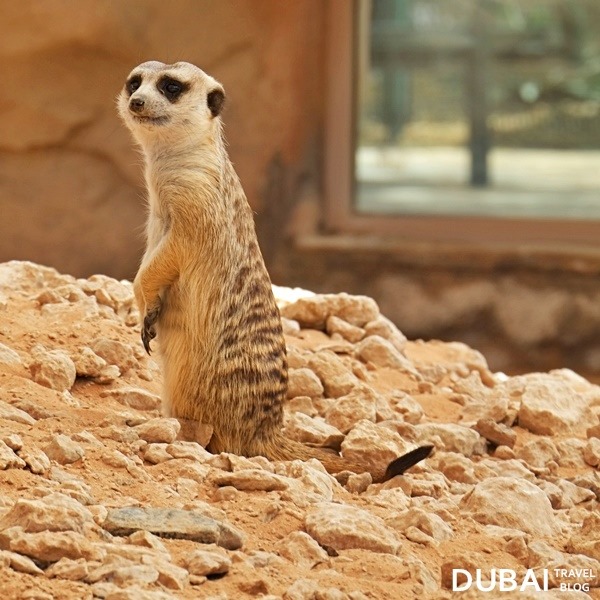 al ain meerkat