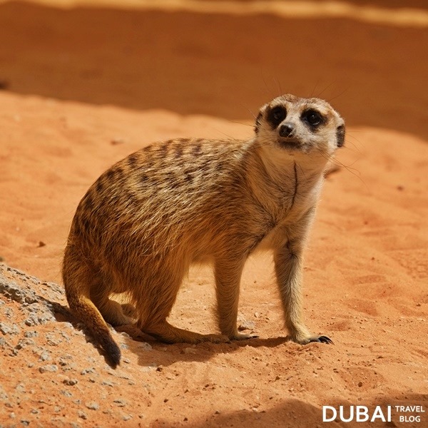al ain zoo meerkat animal