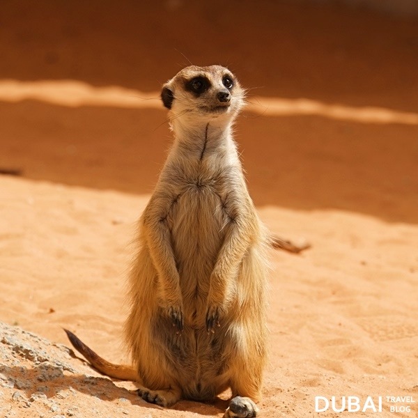 al ain zoo meerkat