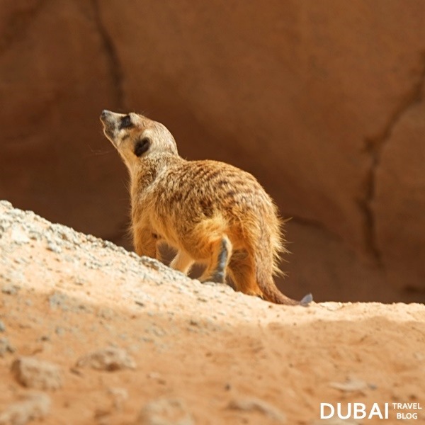 al ain zoo