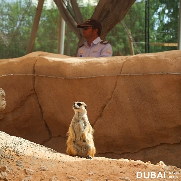 meerkat al ain zoo