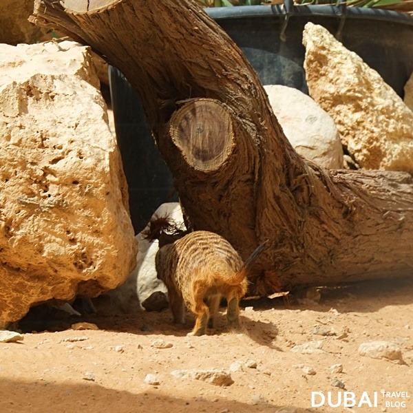 meerkat al ain