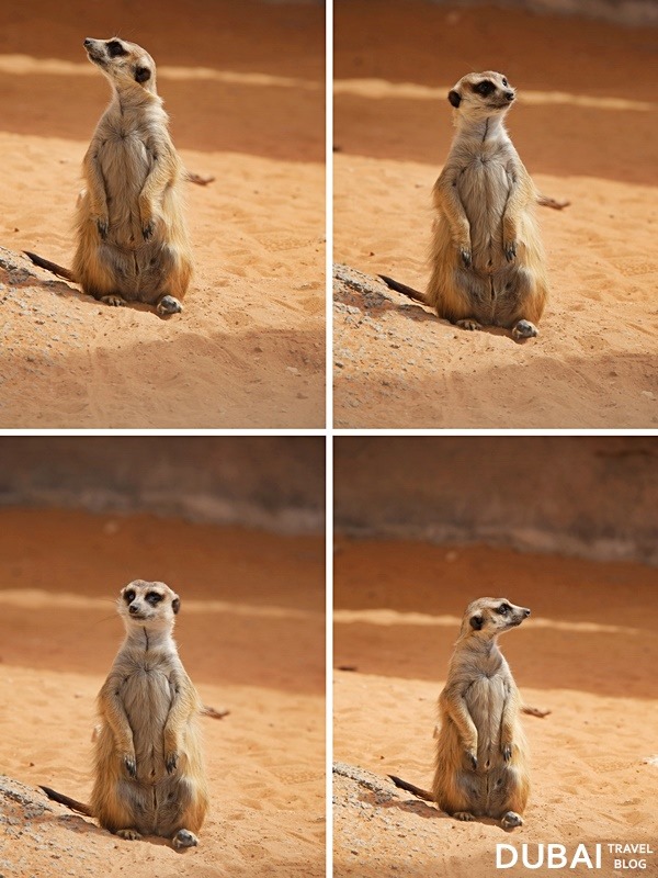 timon meerkat UAE