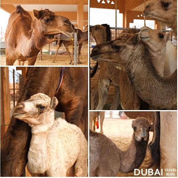 al ain camel market