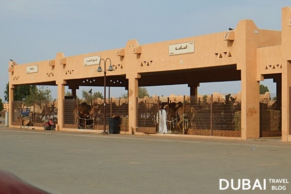 al ain camelmarket