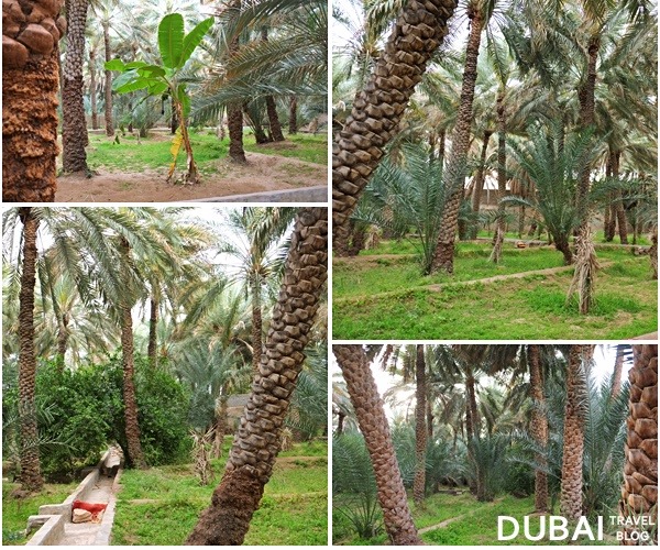 al ain oasis