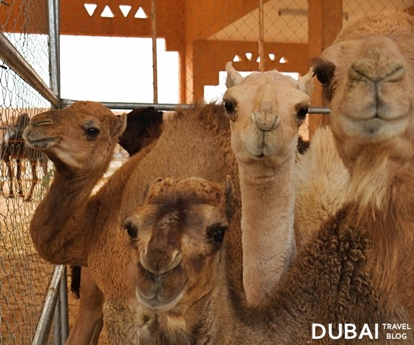 camel market al ain