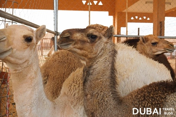 camel market in al ain city