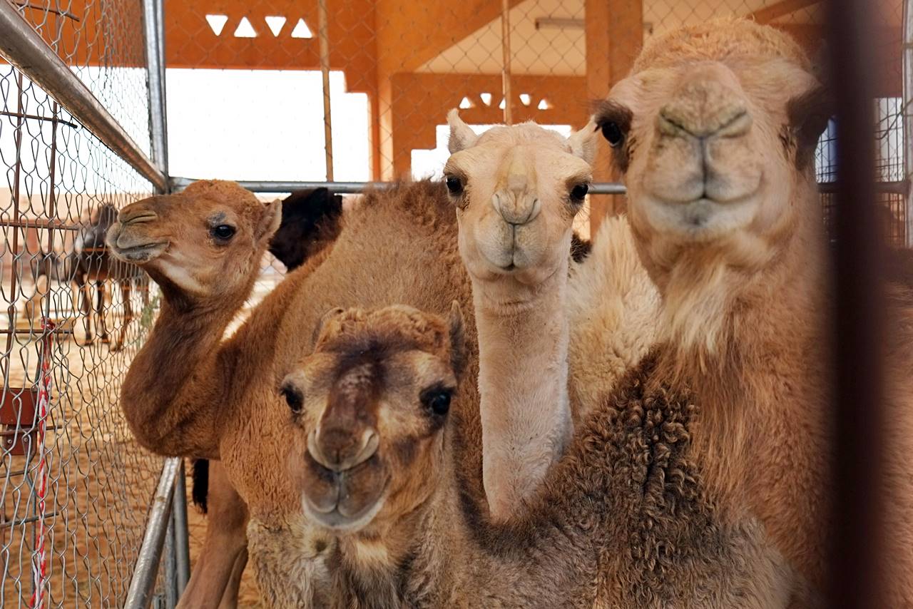 camels at al ain camel market