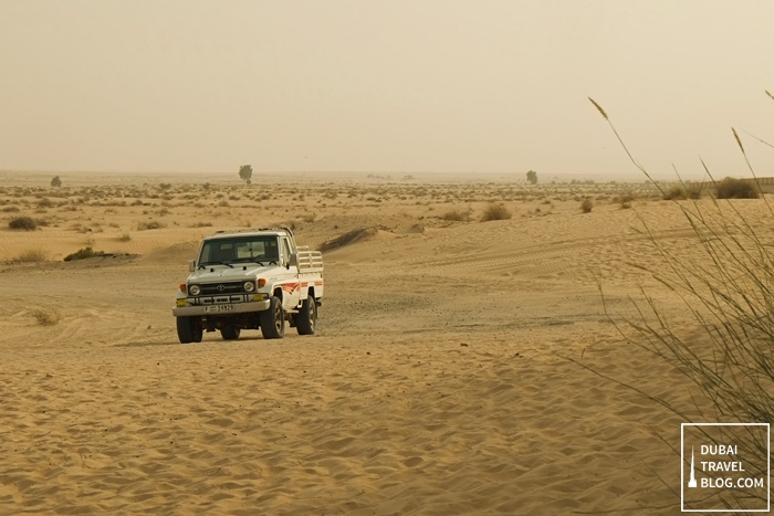 desert safari adventure dubai