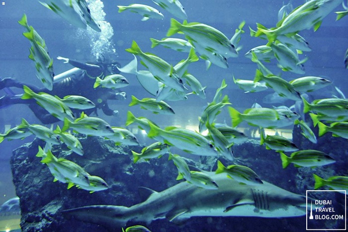 dubai aquarium dubai mall shark dive