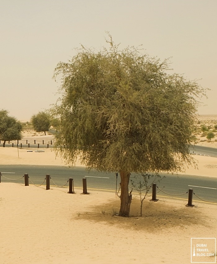 tree outside bab al shams