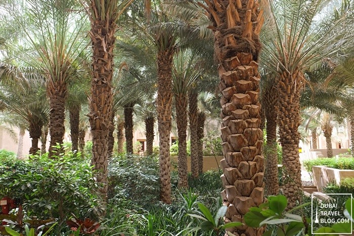 trees in the desert resort oasis