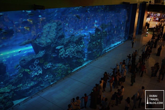  aquarium du centre commercial de Dubaï 