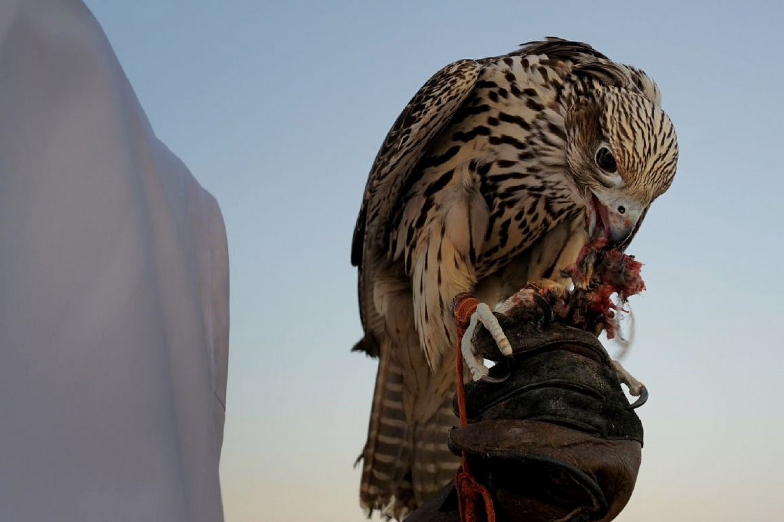 falconry uae