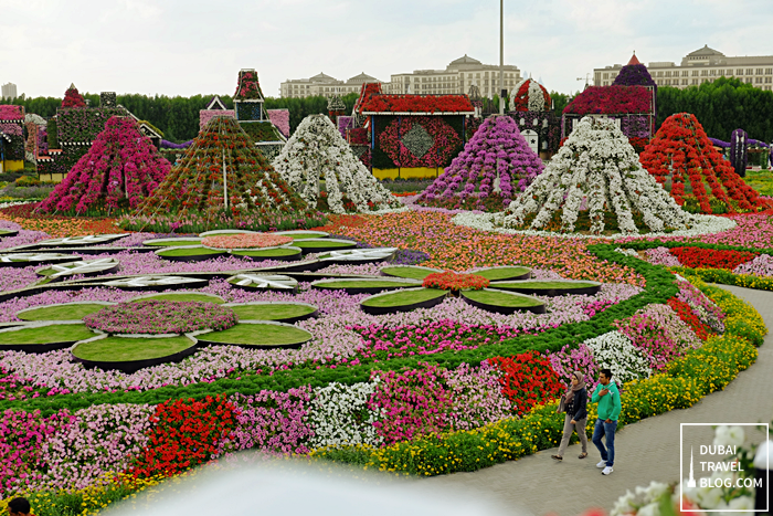 dubai miracle garden display