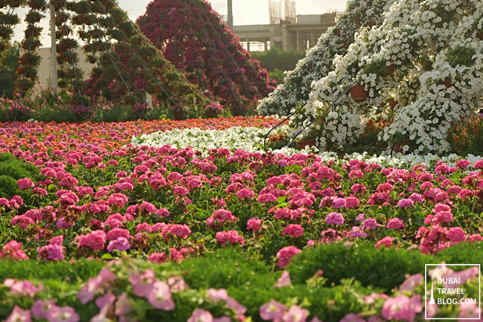 dubai miracle garden dubailand photo