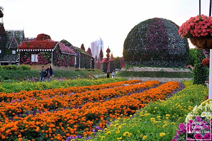 dubai miracle garden flower display