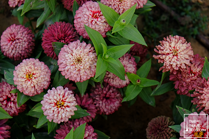 dubai miracle garden pink flowers