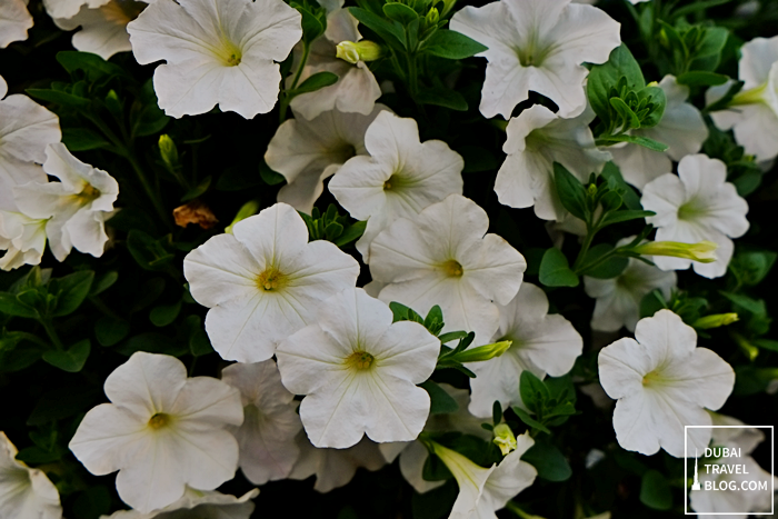 flower miracle garden dubai