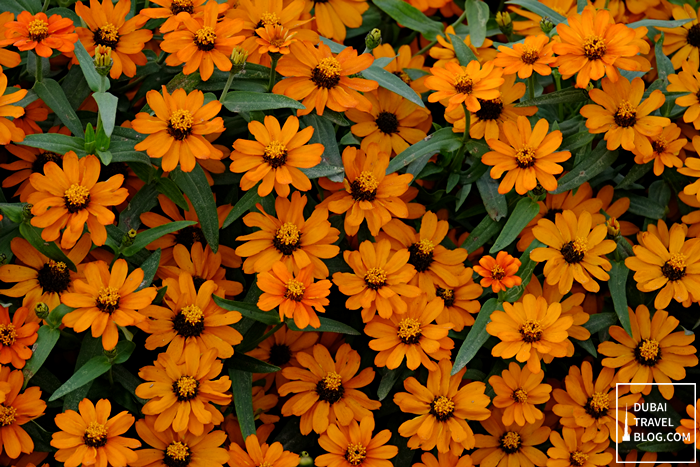 orange flowers dubai miracle garden