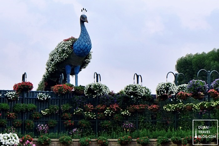 peacock dubai miracle garden