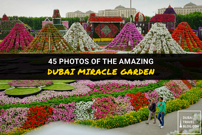 Dubai Miracle Garden Is The Biggest Natural Flower Garden Stock Photo -  Download Image Now - iStock