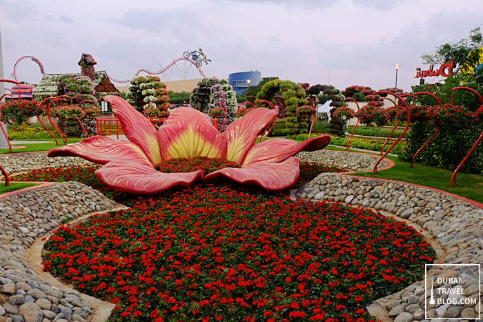 red flowers miracle garden uae