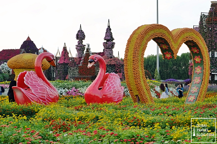 swans dubai miracle garden